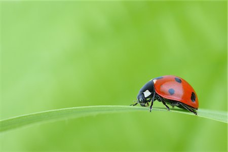 Coccinelle à 7 points sur un brin d'herbe Photographie de stock - Rights-Managed, Code: 700-02798177