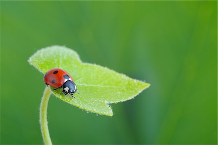 Seven-spotted Ladybug on an Ivy Leaf Foto de stock - Direito Controlado, Número: 700-02798178