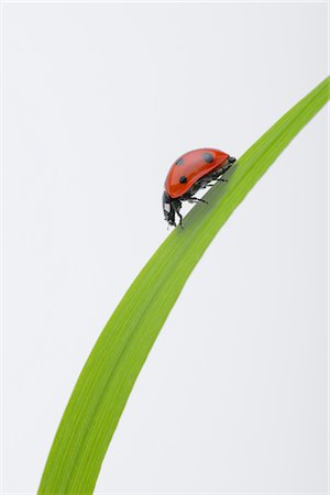 pictures of ladybird on a leaf - Seven-spotted Ladybug on a Blade of Grass Stock Photo - Rights-Managed, Code: 700-02798173