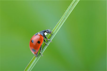 Seven-spotted Ladybug on a Blade of Grass Stock Photo - Rights-Managed, Code: 700-02798184