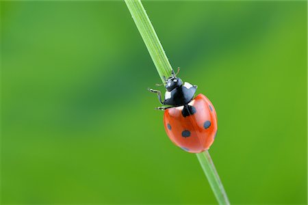 simsearch:600-03849141,k - Coccinelle à 7 points sur un brin d'herbe Photographie de stock - Rights-Managed, Code: 700-02798186