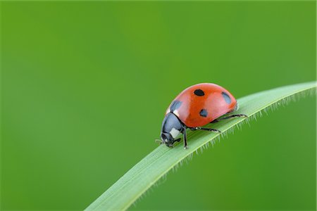 extreme close up bugs - Seven-spotted Ladybug on a Blade of Grass Stock Photo - Rights-Managed, Code: 700-02798188