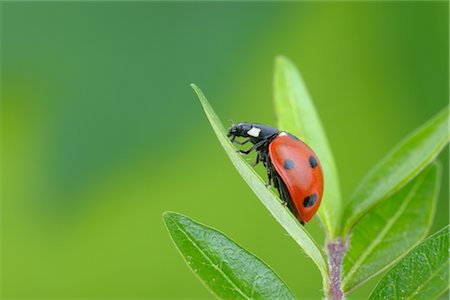 Seven-spotted Ladybug on a Leaf Stock Photo - Rights-Managed, Code: 700-02798181