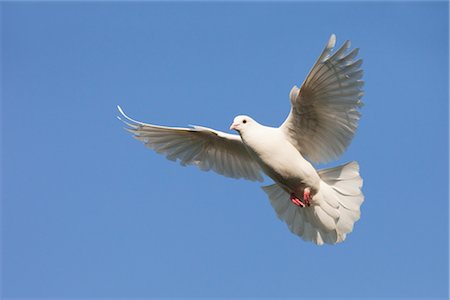 pigeon - Dove in Flight Stock Photo - Rights-Managed, Code: 700-02801162