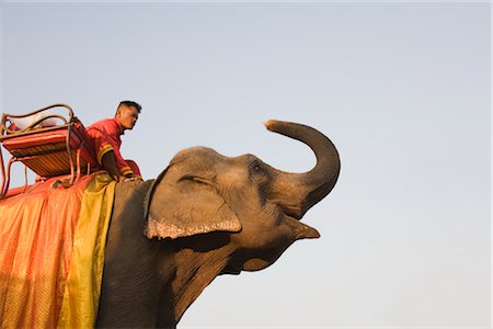 elephants and people - Mahout and Elephant, Ayutthaya Historical Park, Ayutthaya, Thailand Stock Photo - Rights-Managed, Code: 700-02828387