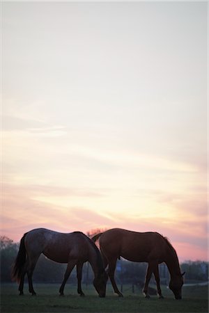 Pferde grasen in der Abenddämmerung in Austin, Texas, USA Stockbilder - Lizenzpflichtiges, Bildnummer: 700-02828426