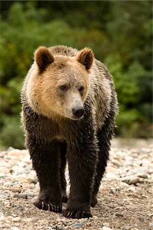 Männlicher Grizzlybär, Knight Inlet, British Columbia, Kanada Stockbilder - Lizenzpflichtiges, Bildnummer: 700-02834005