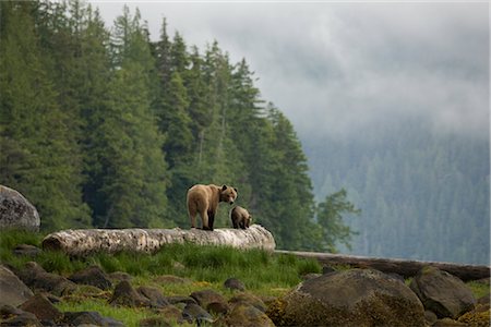 Mutter Grizzly und Cub, Knight Inlet, British Columbia, Kanada Stockbilder - Lizenzpflichtiges, Bildnummer: 700-02834002