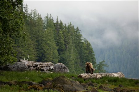 Mother Grizzly and Cub, Glendale Estuary, Knight Inlet, British Columbia, Canada Foto de stock - Con derechos protegidos, Código: 700-02834003