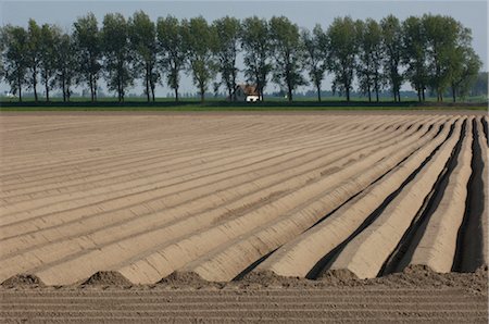 Plowed Field, Kats, Zeeland, Netherlands Stock Photo - Rights-Managed, Code: 700-02832915