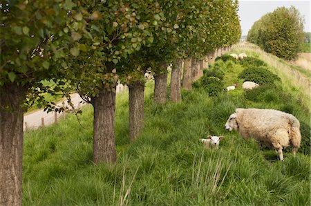 polder - Sheep and Lamb, Wolphaartsdijk, Zeeland, Netherlands Stock Photo - Rights-Managed, Code: 700-02832917