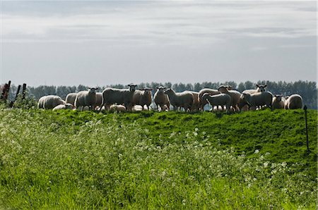 Flock of Sheep, Schuddebeurs, Zeeland, Netherlands Foto de stock - Con derechos protegidos, Código: 700-02832919