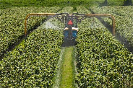 farming equipment - Machine Spraying Blackberry Field, near Kwadendamme, Zeeland, Netherlands Foto de stock - Con derechos protegidos, Código: 700-02832923