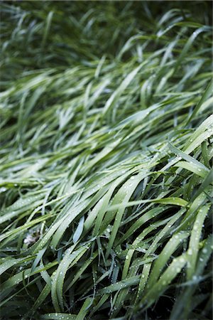 plants texture - Dew on Long Wild Grass Stock Photo - Rights-Managed, Code: 700-02833223