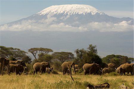 African Elephants and Mount Kilimanjaro, Amboseli National Park, Kenya, Africa Foto de stock - Con derechos protegidos, Código: 700-02833658