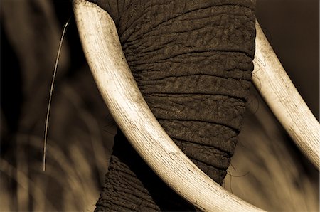 Close-up of African Elephant Trunk and Tusks, Masai Mara, Kenya, Africa Foto de stock - Con derechos protegidos, Código: 700-02833659