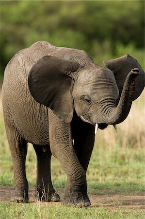 simsearch:700-02833658,k - African Elephant, Masai Mara, Kenya, Afrique Photographie de stock - Rights-Managed, Code: 700-02833661