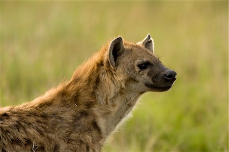 Hyena, Masai Mara, Kenya, Africa Stock Photo - Rights-Managed, Code: 700-02833663