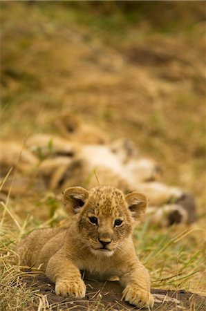Lion Cub, Masai Mara, Kenya, Afrique Photographie de stock - Rights-Managed, Code: 700-02833676