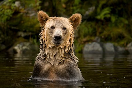 proie - Young Male Grizzly Bear Searching for Pacific Salmon, Glendale River, Knight Inlet, British Columbia, Canada Foto de stock - Con derechos protegidos, Código: 700-02833678