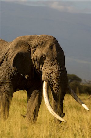 simsearch:700-02833658,k - Bull African Elephant, Amboseli National Park, Kenya, Africa Foto de stock - Con derechos protegidos, Código: 700-02833718