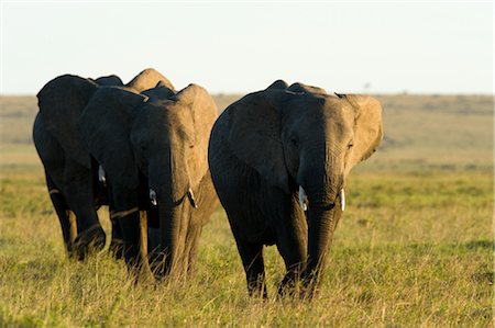 simsearch:873-06440483,k - Éléphants africains marchant dans la prairie, Masai Mara, Kenya, Afrique Photographie de stock - Rights-Managed, Code: 700-02833719