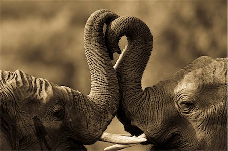 simsearch:700-02833658,k - African Elephants Sparring, Masai Mara, Kenya, Africa Foto de stock - Con derechos protegidos, Código: 700-02833728