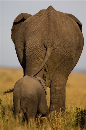 elefantito - Mother and Baby African Elephant, Masai Mara, Kenya, Africa Foto de stock - Con derechos protegidos, Código: 700-02833720