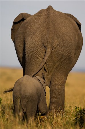 endangered animal - Mère et bébé africain Elephant, Masai Mara, Kenya, Afrique Photographie de stock - Rights-Managed, Code: 700-02833720