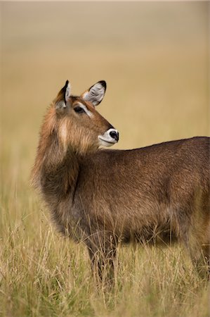 Waterbuck, Masai Mara, Kenya, Africa Foto de stock - Direito Controlado, Número: 700-02833735