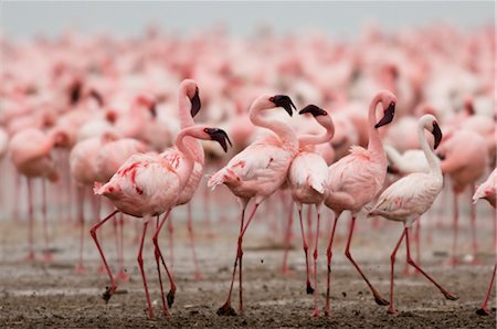 flamingos - Flock of Flamingos, Lake Nakuru, Kenya, Africa Foto de stock - Con derechos protegidos, Código: 700-02833736