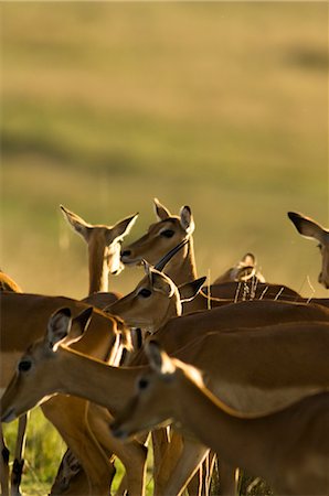 Herd of Impala, Masai Mara, Kenya, Africa Stock Photo - Rights-Managed, Code: 700-02833730