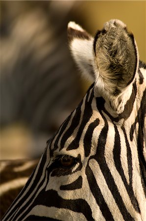 Gros plan du zèbre, Masai Mara, Kenya, Afrique Photographie de stock - Rights-Managed, Code: 700-02833731