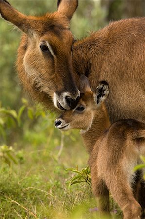 Waterbuck with Calf, Lake Nakuru, Kenya, Africa Stock Photo - Rights-Managed, Code: 700-02833733