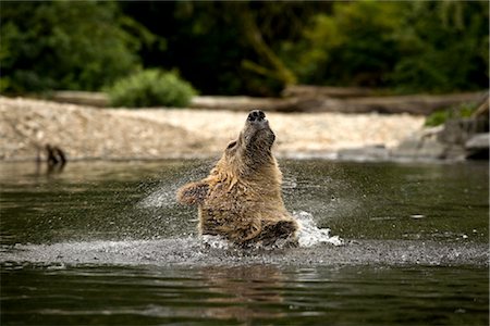 simsearch:700-02833998,k - Male Grizzly Shaking the Water Out of His Ears, Glendale River, Knight Inlet, British Columbia, Canada Stock Photo - Rights-Managed, Code: 700-02833748