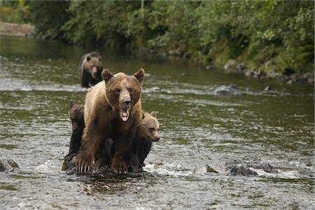 simsearch:700-00165427,k - Mère grizzly en compagnie d'oursons dans la rivière Glendale, Knight Inlet, en Colombie-Britannique, Canada Photographie de stock - Rights-Managed, Code: 700-02833741