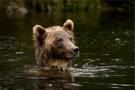 saumon (animal) - Jeune femelle grizzli recherchant le saumon, la rivière Glendale, Knight Inlet, en Colombie-Britannique, Canada Photographie de stock - Rights-Managed, Code: 700-02833742