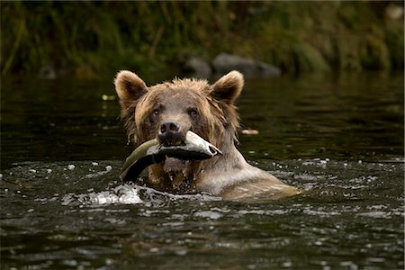 saumon (animal) - Jeune grizzly femelle avec un saumon rose du Pacifique dans sa bouche, la rivière Glendale, Knight Inlet, en Colombie-Britannique, Canada Photographie de stock - Rights-Managed, Code: 700-02833750