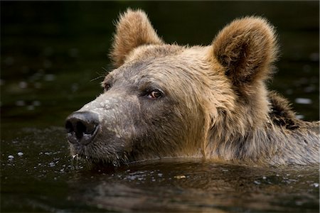 powerful (animals) - Male Grizzly Bear Swimming in the Glendale River, Knight Inlet, British Columbia, Canada Stock Photo - Rights-Managed, Code: 700-02833753