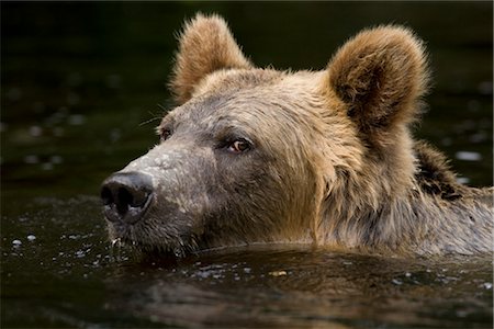 simsearch:700-00165427,k - Mâle natation Ours Grizzly dans la rivière Glendale, Knight Inlet, en Colombie-Britannique, Canada Photographie de stock - Rights-Managed, Code: 700-02833753