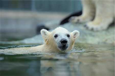 polar bear cub - Portrait of Polar Bear Cub in Water Stock Photo - Rights-Managed, Code: 700-02886965