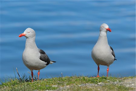 simsearch:600-03503078,k - Seagulls, Ushuaia, Tierra del Fuego, Argentina Foto de stock - Direito Controlado, Número: 700-02886978
