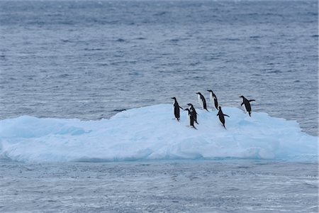 rookery - Manchot Adélie sur Iceberg, Brown Bluff, péninsule Antarctique, l'Antarctique Photographie de stock - Rights-Managed, Code: 700-02886972