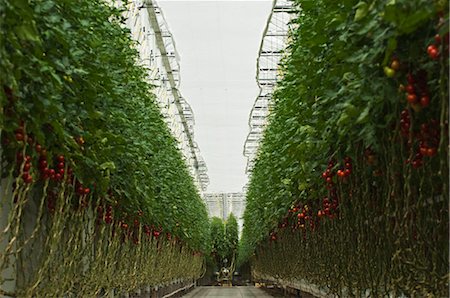 plant nursery - Hothouse Tomato Plants, Rilland, Zeeland, Netherlands Stock Photo - Rights-Managed, Code: 700-02887048