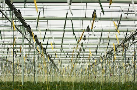 plant nursery - Hothouse Tomato Plants, Rilland, Zeeland, Netherlands Stock Photo - Rights-Managed, Code: 700-02887055