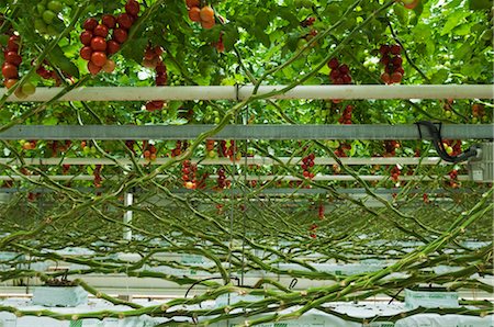 Hothouse Tomato Plants, Rilland, Zeeland, Netherlands Foto de stock - Con derechos protegidos, Código: 700-02887050