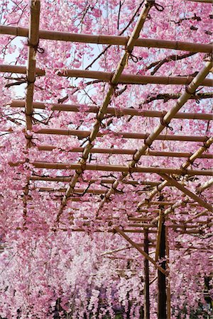 Cherry Blossoms, Heian Jingu Shrine, Kyoto, Kyoto Prefecture, Kansai, Honshu, Japan Foto de stock - Con derechos protegidos, Código: 700-02887247