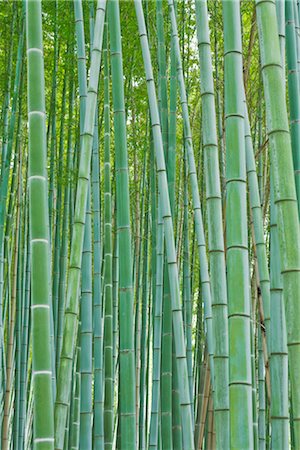 rudy sulgan - Bamboo Forest, Sagano, Arashiyama, Kyōto, Präfektur Kyōto, Kansai, Honshu, Japan Stockbilder - Lizenzpflichtiges, Bildnummer: 700-02887255