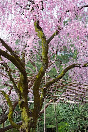 simsearch:700-02887278,k - Fleurs de cerisier, Heian Jingu temple, Kyoto, préfecture de Kyōto, Kansai, Honshu, Japon Photographie de stock - Rights-Managed, Code: 700-02887258