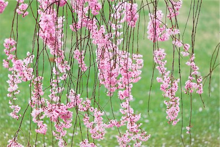 Cherry Blossoms, Nara Park, Nara, Nara Prefecture, Kansai, Honshu, Japan Stock Photo - Rights-Managed, Code: 700-02887265